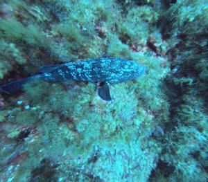 DCIM100GOPROGOPR0628.JPG