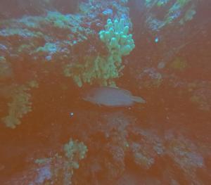 DCIM100GOPROGOPR0687.JPG