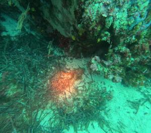 DCIM101GOPROGOPR1714.JPG
