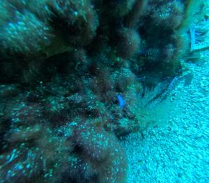 DCIM101GOPROGOPR1723.JPG