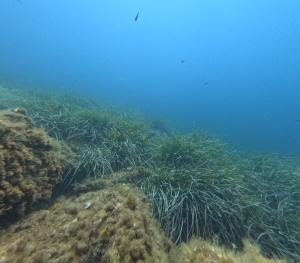 DCIM101GOPROGOPR1703.JPG